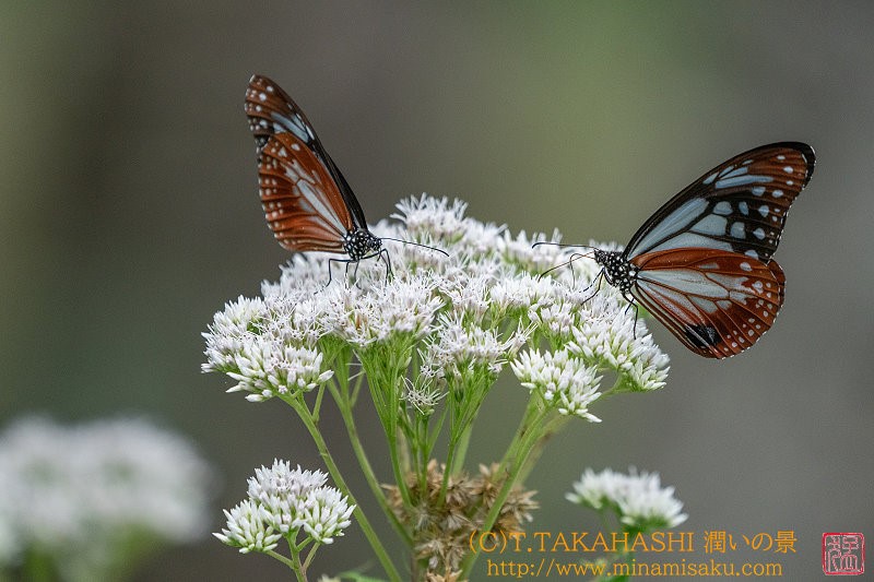 ../Images/7R240803 (224).jpg